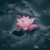 Malware destrutivo Lotus atinge setor energético