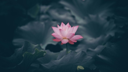 Malware destrutivo Lotus atinge setor energético